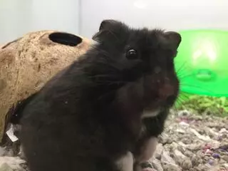 Animart Pet Store