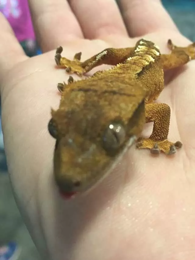 Animart Pet Store