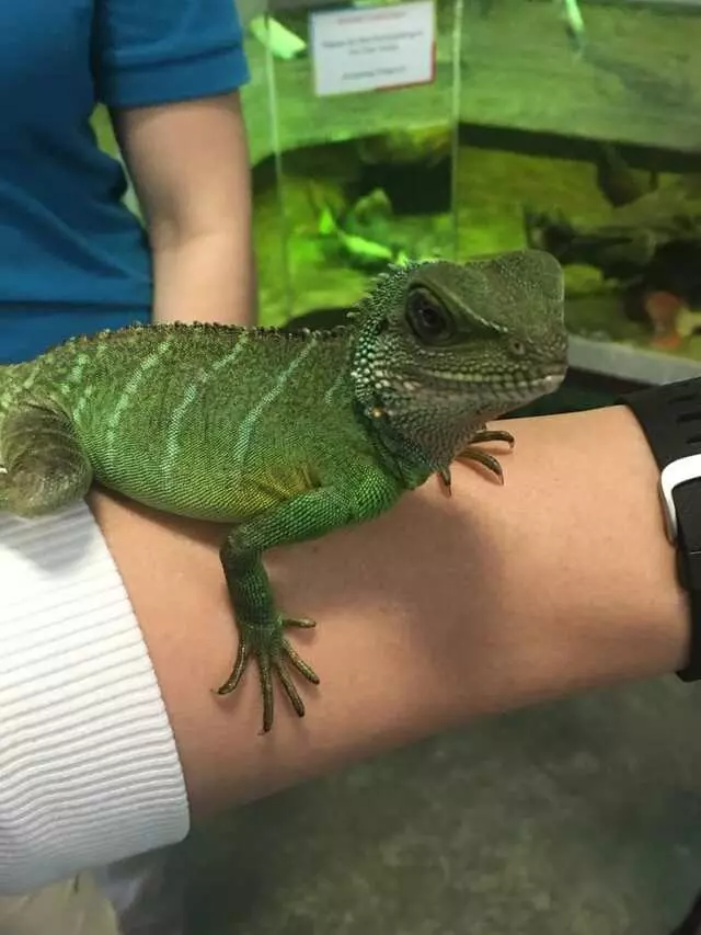 Animart Pet Store