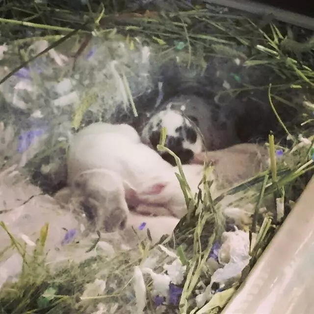 Animart Pet Store