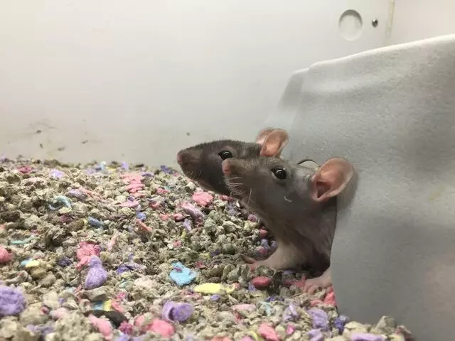 Animart Pet Store