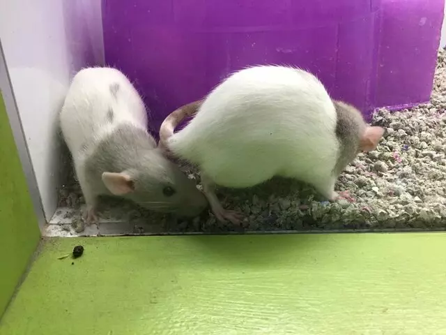 Animart Pet Store