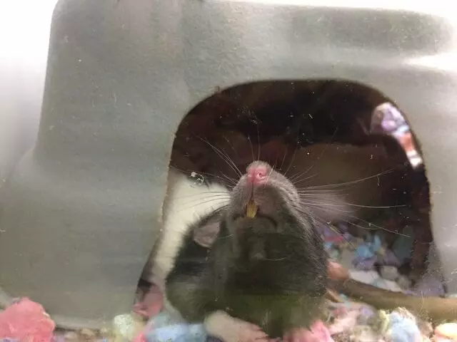 Animart Pet Store
