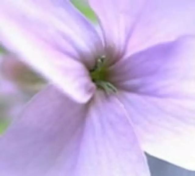Forgiveness Recovery