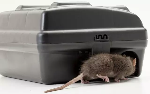 Got Rodents