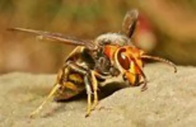 1st American Pest Control