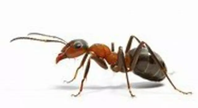 1st American Pest Control