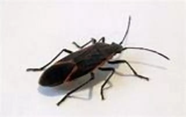 1st American Pest Control