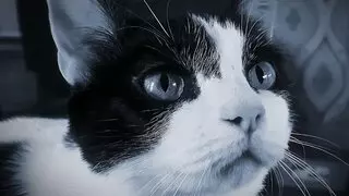 Take Paws